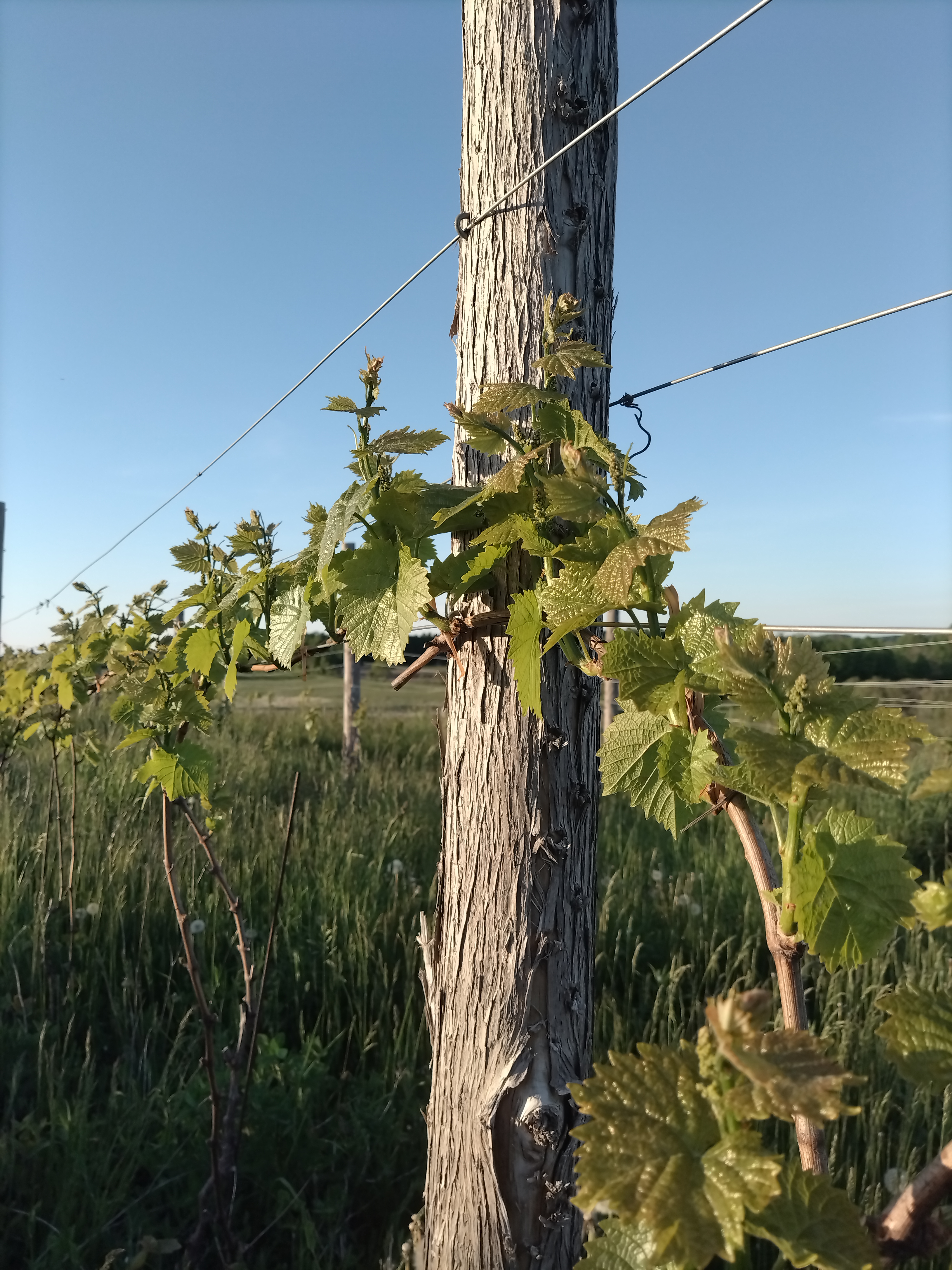  Early-season growth of fourth-leaf &lsquo;Osceola Muscat&rsquo; grapevines